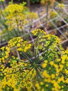 Fieflora