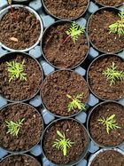 Fieflora